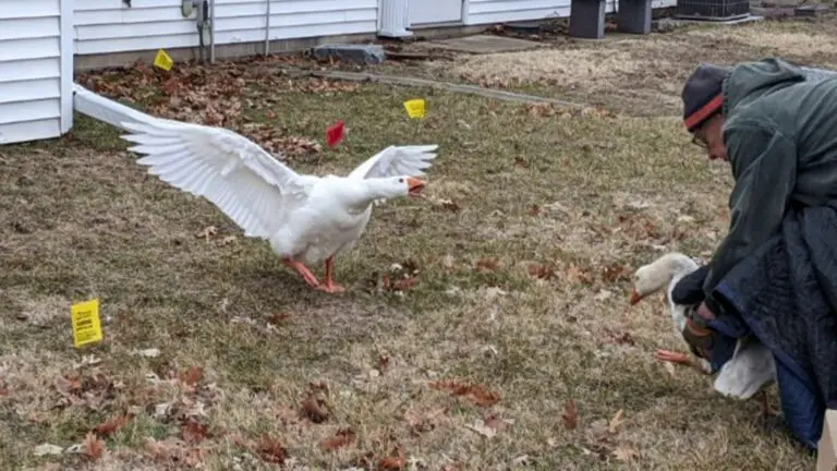 Cemetery staff take out personal ad for goose whose mate died — and find her a new match