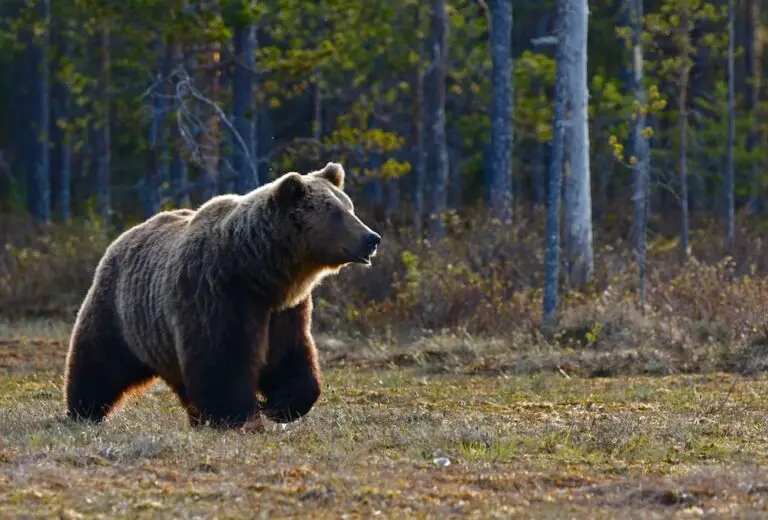 National Park Service says ‘never push a slower friend down’ when escaping a bear